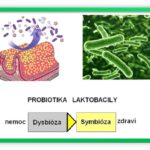 Aktivní imunitní systém II. díl
